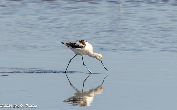 Avocet-3