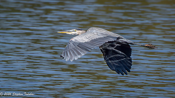 Great Blue Heron-6