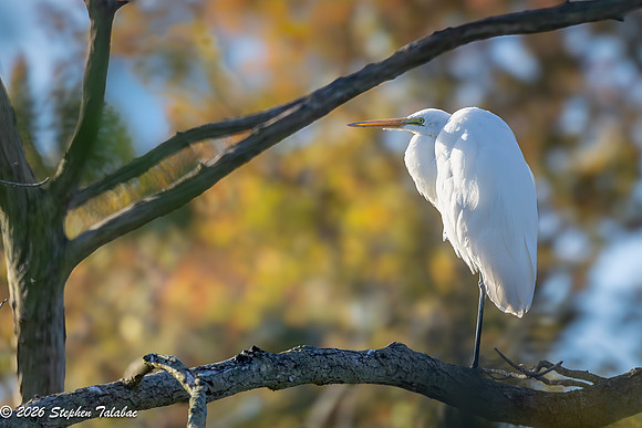 Great Egret-5