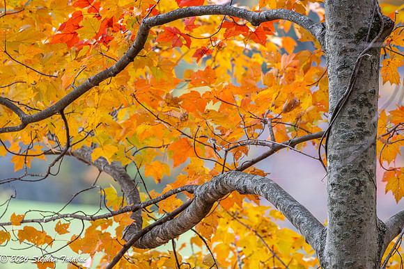 Centennial Lake Fall Color-4