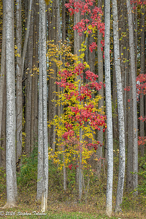 Centennial Lake Fall Color-2