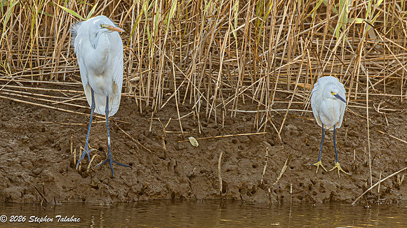 Snowy and Great Egrets-2