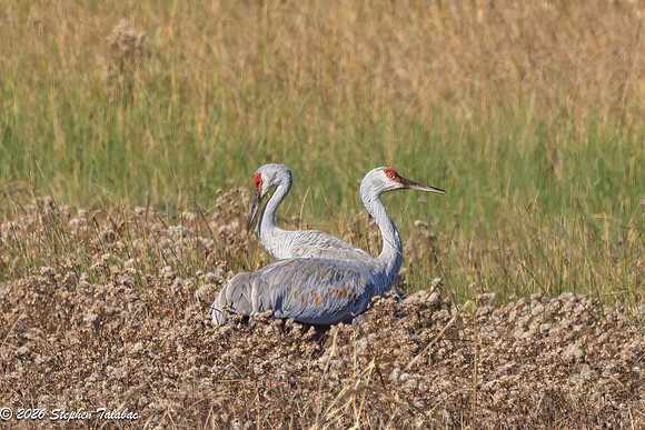 Sandhill Cranes