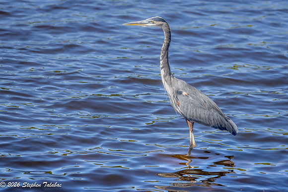 Great Blue Heron-1