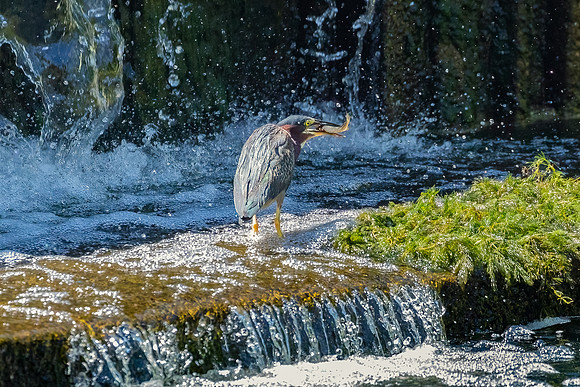 Green Heron Antics-8