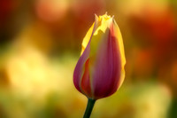 20130503 [C] Longwood Gardens PA 290-Edit v1