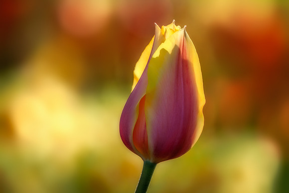 20130503 [C] Longwood Gardens PA 290-Edit v1