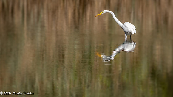 Great Egret fishing-2