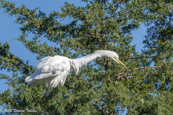 Great Egret-7
