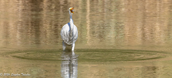 Great Egret Fishing-4