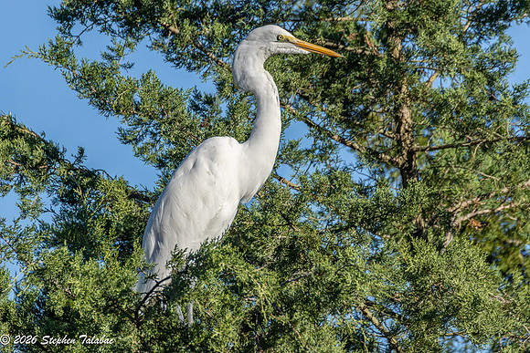 Great Egret-8