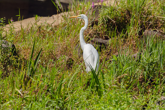 Great Egret Portraits II-1