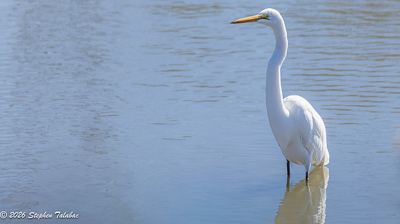 Great Egret-1