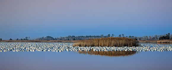 "Snow Geese", "Broadkill Beach", geese, "lift off"