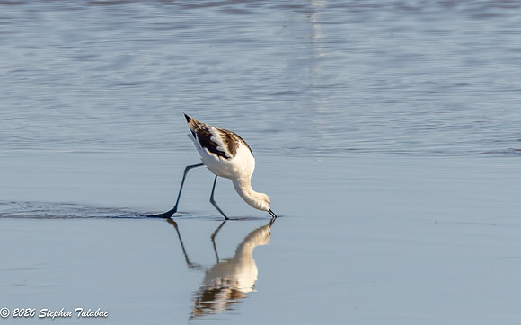Avocet-4