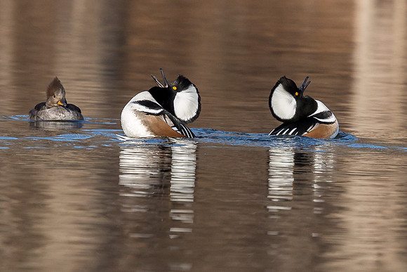 Hooded Mergansers Courtship Dance