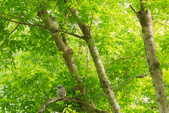 Barred Owls and Owlets-6