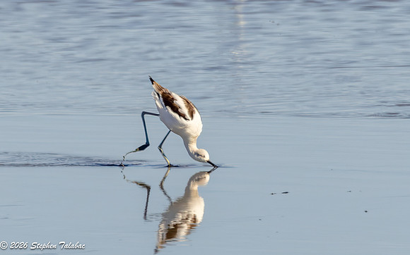 Avocet-5