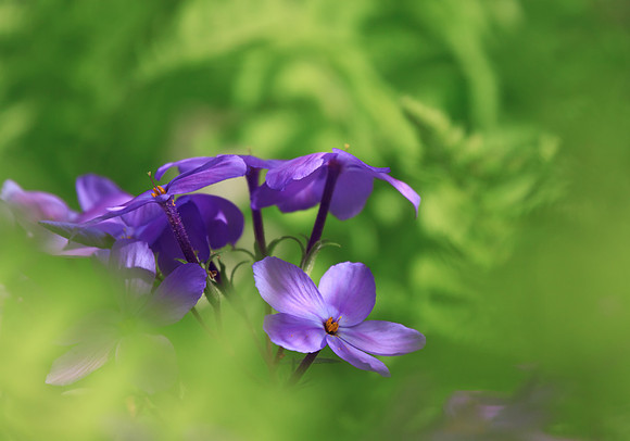 Phlox nestled among ferns