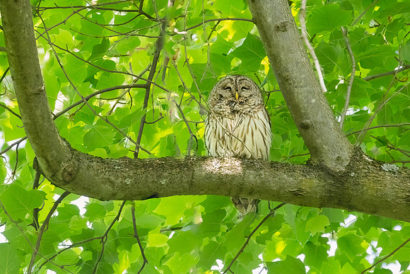 Barred Owls and Owlets-2