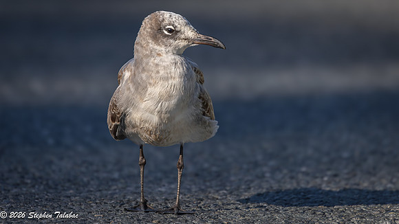 Juvenile Laughing Gull 1st WInter plumage-1a