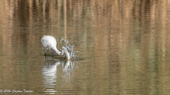 Great Egret fishing-3
