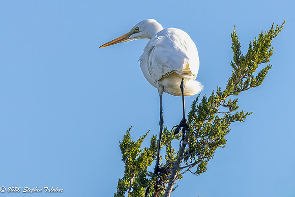 Great Egret-9