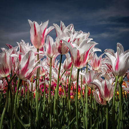 20130503 [C] Longwood Gardens PA 233-Edit v1
