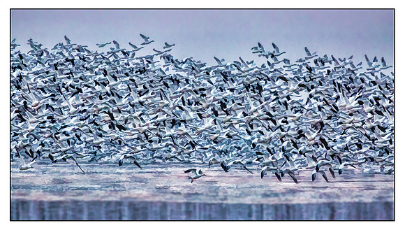 "Snow Geese", "Broadkill Beach", geese, "lift off"