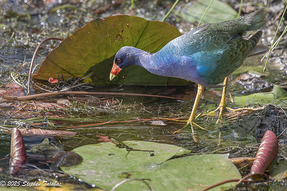 Purple Gallinule-9