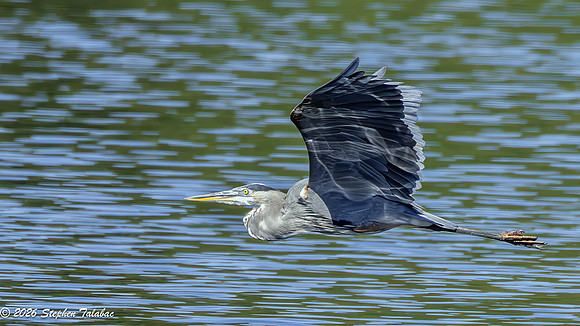 Great Blue Heron-5