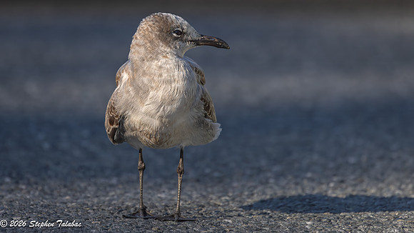 Juvenile Laughing Gull 1st WInter plumage-2a