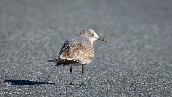 Juvenile Laughing Gull 1st WInter plumage-4