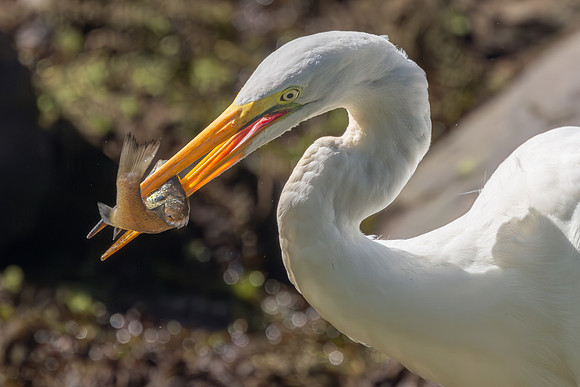 Great Egret Portraits II-8