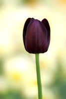 20130503 [C] Longwood Gardens PA 241