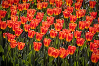 20130503 [C] Longwood Gardens PA 096-Edit v1
