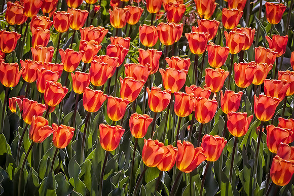 20130503 [C] Longwood Gardens PA 096-Edit v1