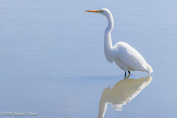 Great Egret-2