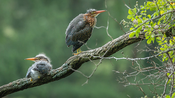 Juvenile Green Heron Portraits III-18