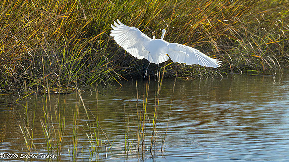 Great Egret in flight-2
