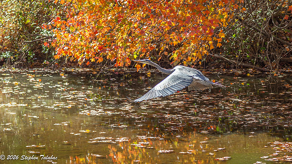 Great Blue Heron-4