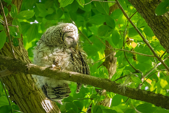 Barred Owls and Owlets-12