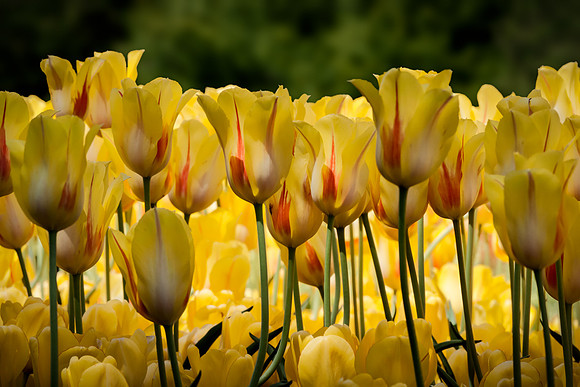 20130503 [C] Longwood Gardens PA 130-Edit