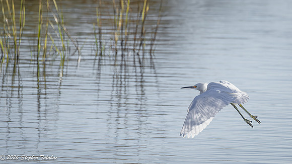 Snowy Egret-2