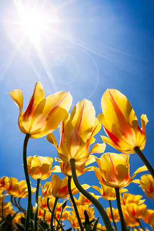 20130503 [C] Longwood Gardens PA (113+115)-Edit v1