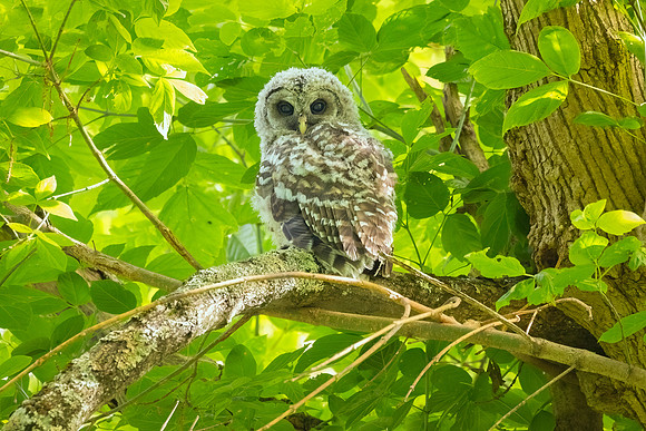 Barred Owls and Owlets-7