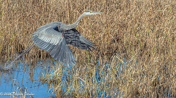 Great Blue Heron-1