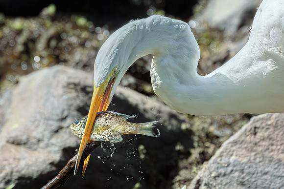 Great Egret Portraits II-5