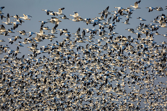"Snow Geese", "Broadkill Beach", geese, "lift off"