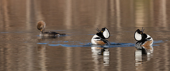 Hooded Mergansers Courtship Dance